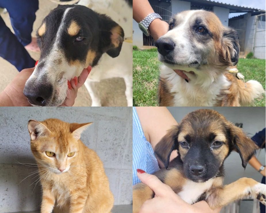 Sábado (26) é dia de feira de adoção de animais de estimação na Praça de Campo Grande