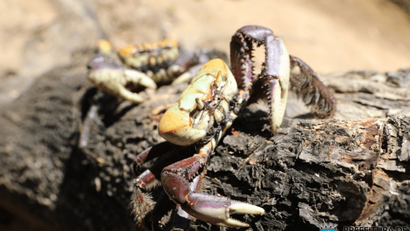 Período de defeso do caranguejo-uçá começa na próxima terça-feira (31)